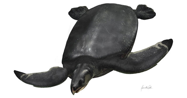Ancient giant turtle as big as a rhinoceros, extinct 66 million years ago salvaged