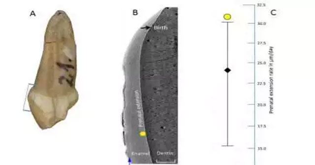 Ancient human remains 120,000 years old: 4 months old is already 'superman'
