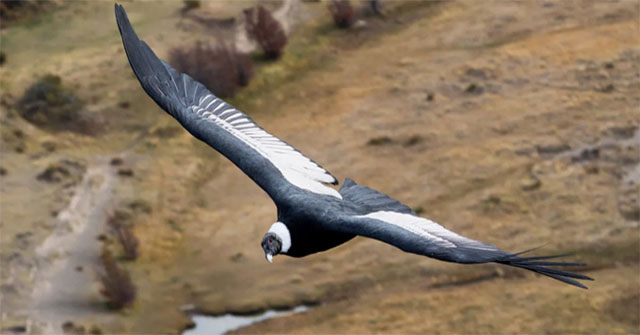 Andean Condor - A bird that can fly for 5 hours without flapping its wings