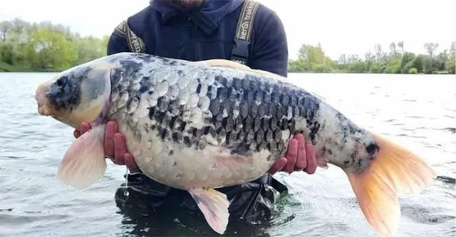 Angler catches rare Koi fish, 40 years old, shocking weight