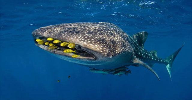 Animals humans have never seen the process of giving birth