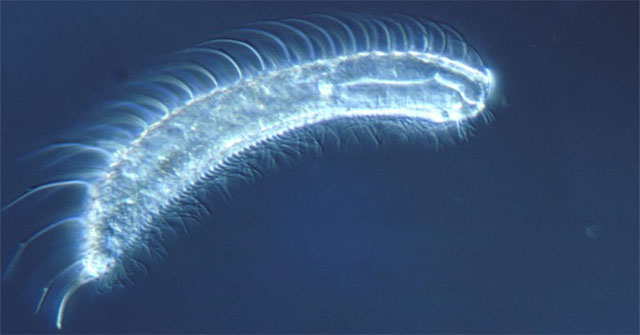 Animals with the shortest lifespan in the world