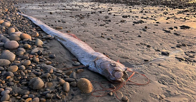 Another 'doomsday fish' washes up in California