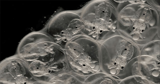 Another species is developing a human-like brain.