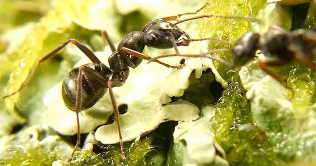 Ants can smell the 'smell' of cancer in humans