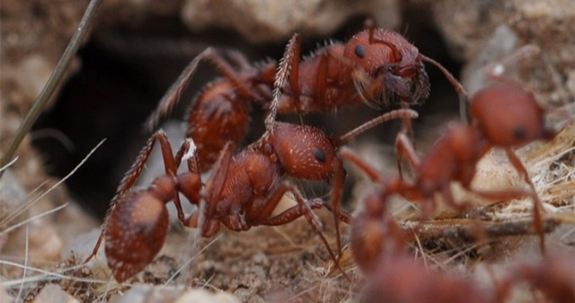 Ants help scientists discover thousands of fossils