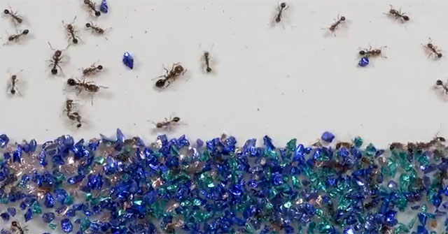 Ants know how to use tools to 'pave the way' through difficult terrain