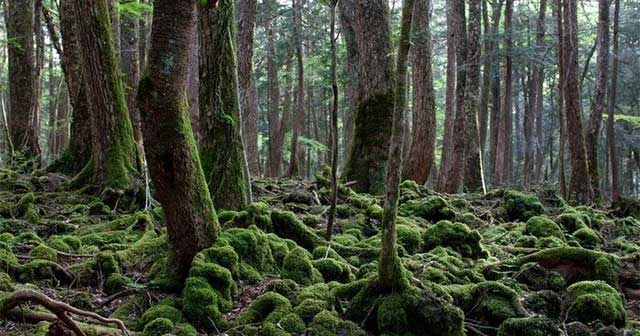 Aokigahara: The Mysterious Forest in Japan