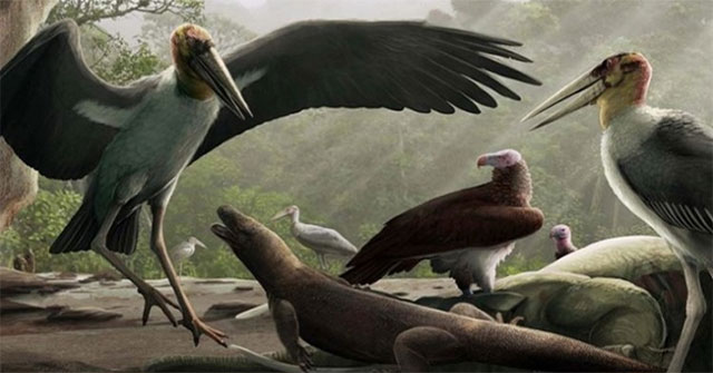 Archaeologists find fossils of ancient giant storks taller than humans