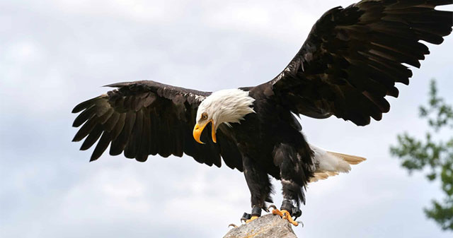 Are bald eagles strong enough to take down mountain lions?
