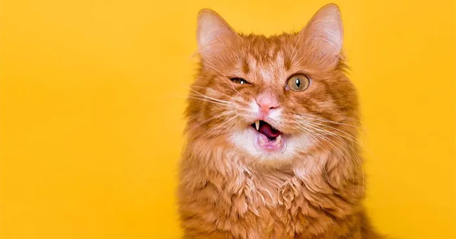 Are orange cats as 'scandalous' as rumored?