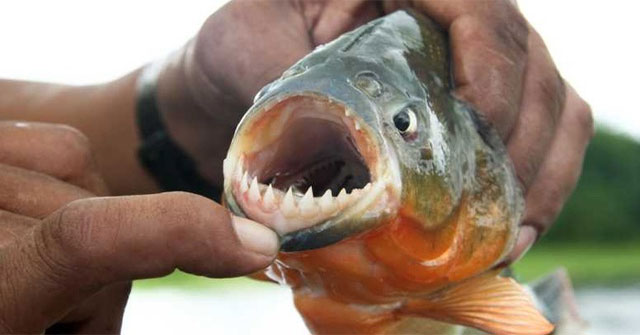 Are piranhas really as dangerous as the rumors say?