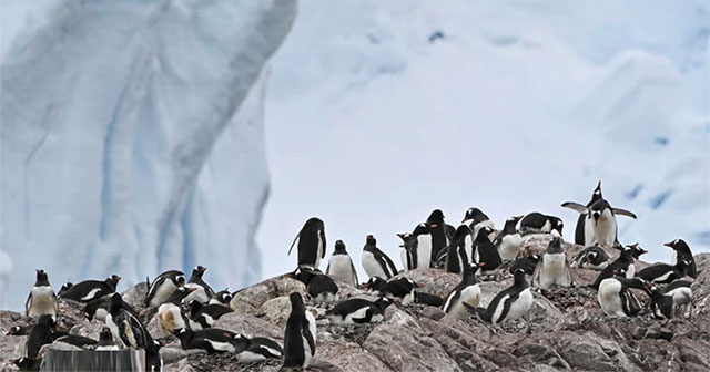 Are thousands of penguins dying in Antarctica due to bird flu?