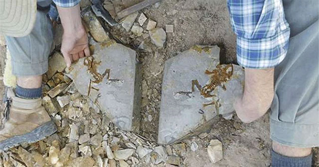 Argentina discovers world's oldest dinosaur tadpole fossil