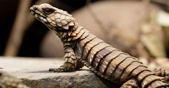 Armadillo Lizard - Dragons in real life