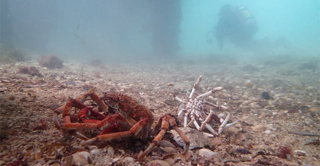 'Army' of thousands of crabs stacked under the sea