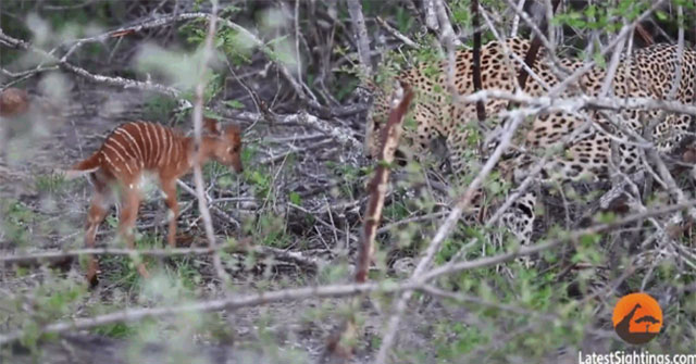 Attacked by a baby antelope, the jaguar has a strange 'retaliation' action