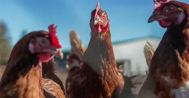 Australia detects highly pathogenic avian influenza virus H7N8
