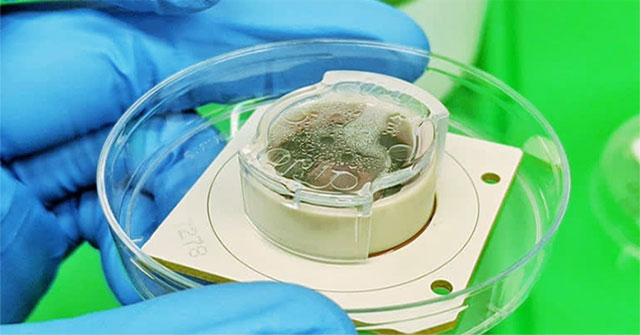 Australia develops chip with human brain