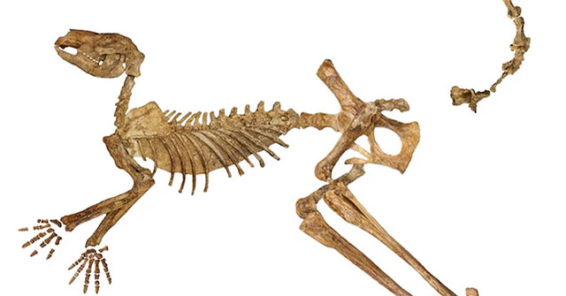 Australia discovered fossils of 3 new species of giant ancient kangaroos