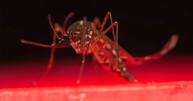 Australia invents breakthrough method to kill mosquitoes