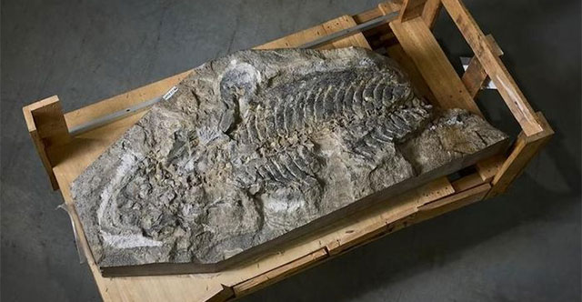 Australia successfully decoded fossils that lived about 247 million years ago