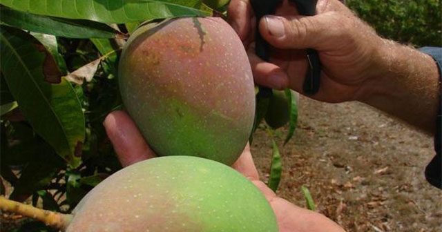 Australian-style mango planting: Tips to 'prompt' the tree to bear fruit