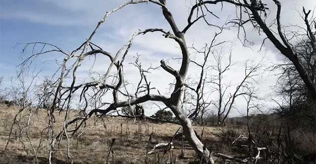 Australia's primeval forests died en masse due to drought and climate change