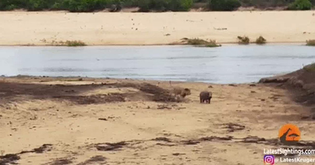Baby hippo uses its body as bait to protect its mother from a hungry lion