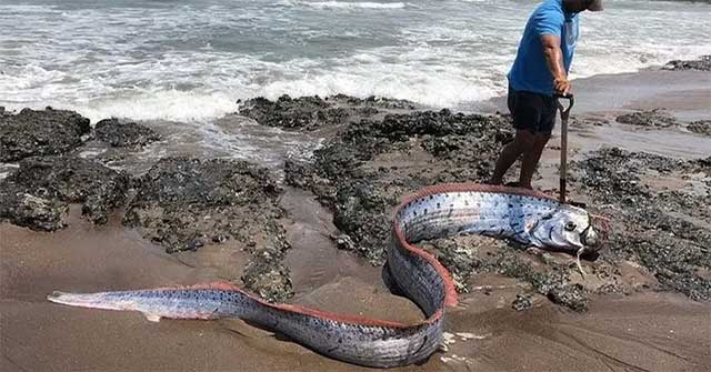 'Bad omen' fish found in Mexican waters