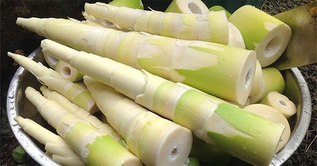 Bamboo shoots can provide a protein source similar to cow's milk