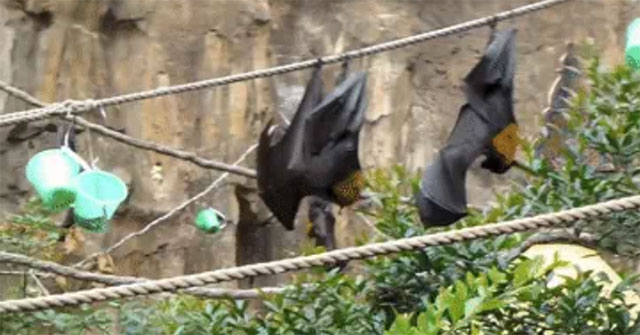 Bats often hang upside down in the 'banana tree' position, so how do they go to the toilet?