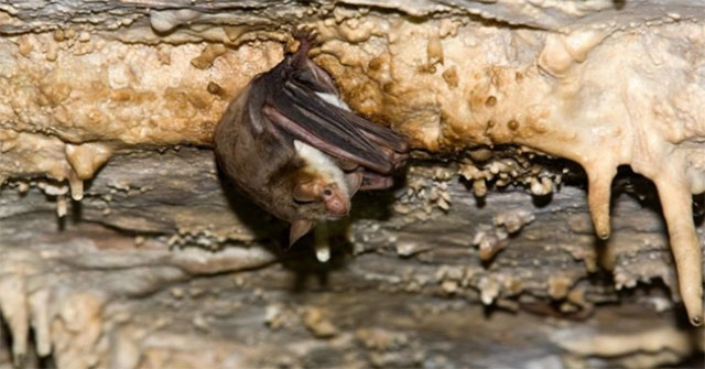 Bats pretend to be wasps to avoid being eaten by owls