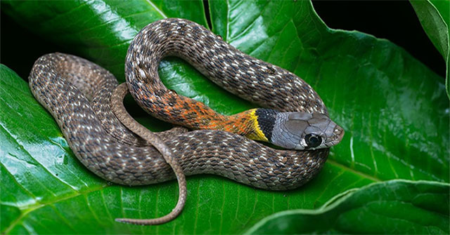 Beautiful but extremely poisonous snake, bites and kills many people in Vietnam