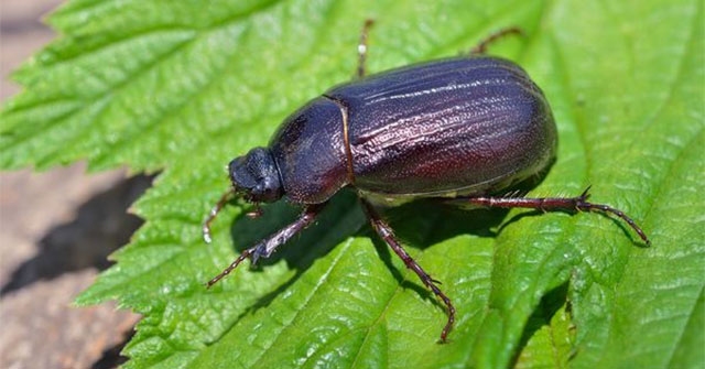 Beetle species sparks debate over Darwin's theory of evolution