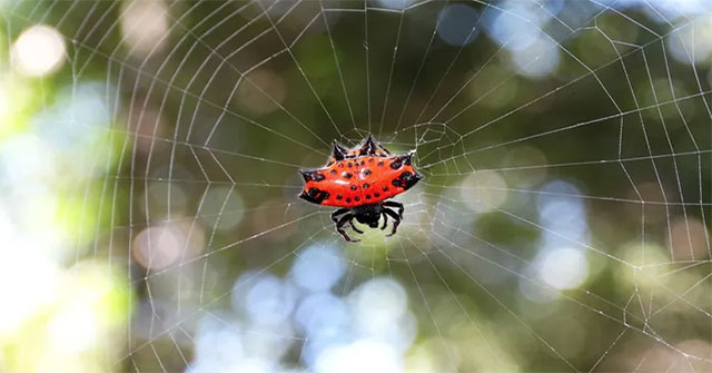 Being 'pregnant' but not pregnant, dubbed a creature from hell but it's harmless