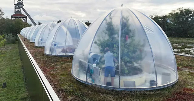 Belgian scientists research pear varieties for a harsh future