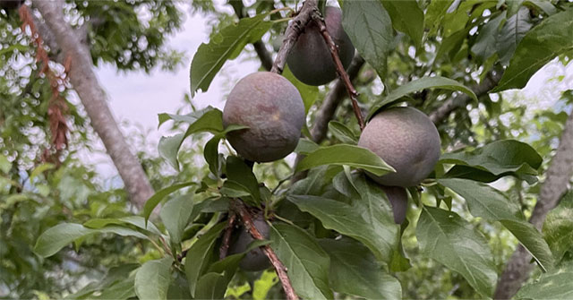 Benefits of plums for people with diabetes