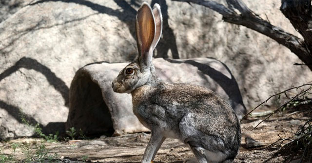 Big ears are also an advantage: The Antelope Jackrabbit's secret to survival!