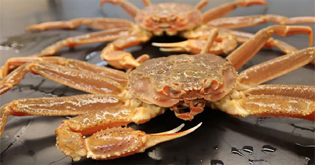 Billions of precious Alaskan crabs suddenly and mysteriously 'disappear'