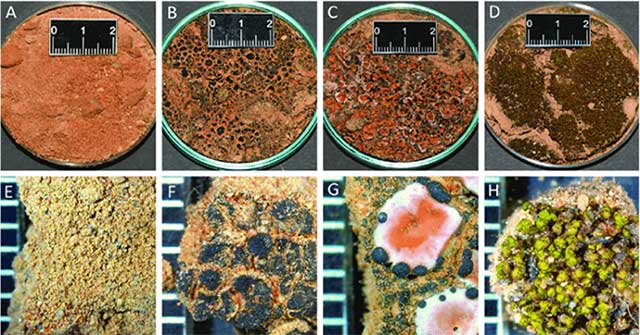 Biocrusts biocrust helps reduce global dust emissions by 60%