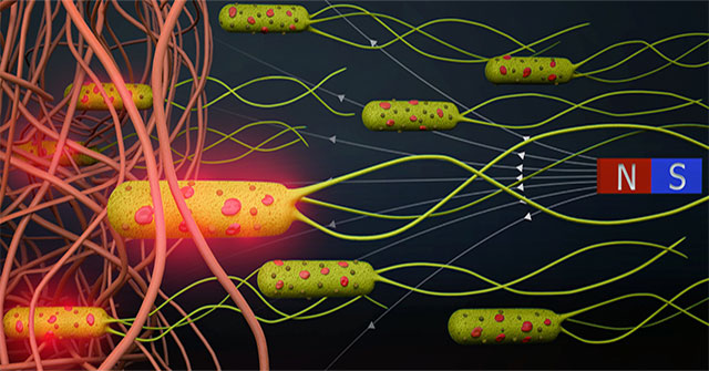 Biological robots could 'revolutionize' the fight against cancer