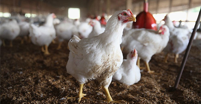 Bird flu alarm in South Africa