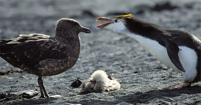 Bird flu has appeared in Antarctica
