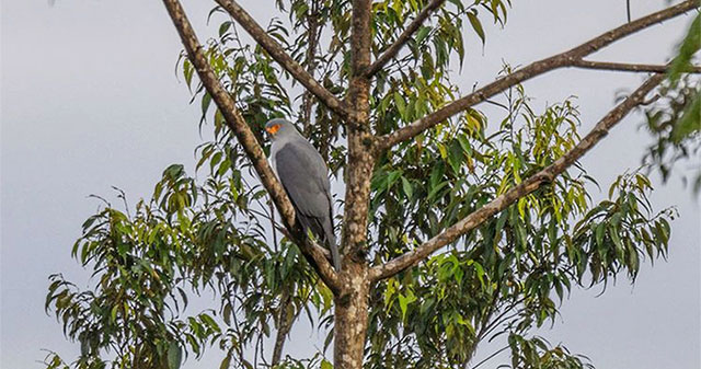 Bird of prey 'missing' for half a century discovered