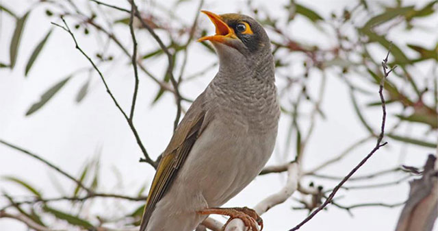 Birds in danger of extinction because... 'wrong love'