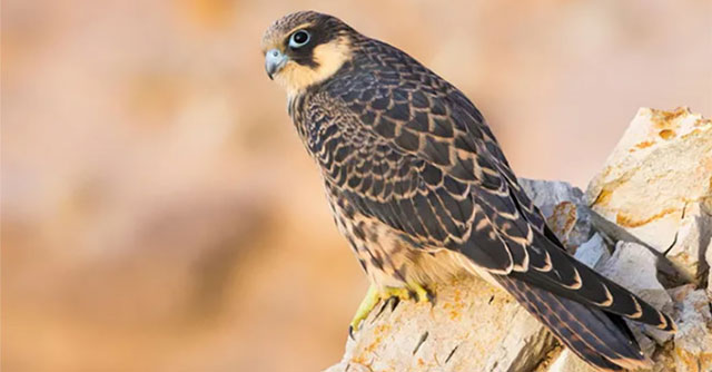 Birds pluck their prey's feathers and put them in stone 'prisons'