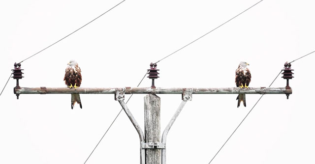 Birds that don't look at each other win prestigious European nature photo award