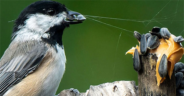 Birds use 'barcodes' to find places to hide food