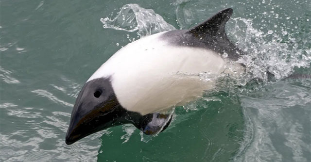 Black and white dolphins look like pandas